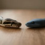 Két kígyó, a Python és a Mojo programozási nyelvek jelképei